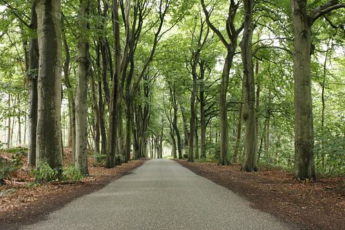 langs de laan in het bos