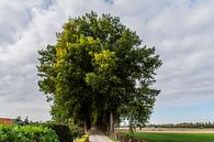 Zuidendijk by Henk Hartzheim thumbnail