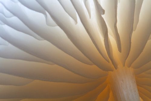 Extreme close-up of a Porcelain Fungus
