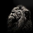 stunning dramatic portrait of a male lion looking upwards by Margriet Hulsker thumbnail