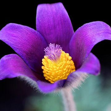 violette Kuhschelle leuchtet als Farbklecks in schöner Natur