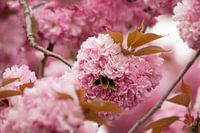 Japanse sierkers: boom vol mooie roze bloemen
