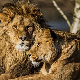 Leo - Löwenpaar von Ron van Zoomeren