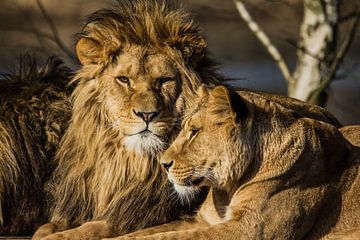 Leo - Löwenpaar von Ron van Zoomeren
