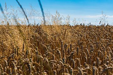 Field in late summera