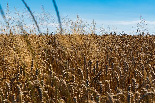 Field in late summera