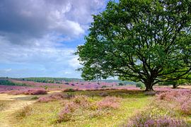 Bloeiende heideheuvels bij de Posbank in Nationaal Park Veluwezoom van Sjoerd van der Wal Fotografie