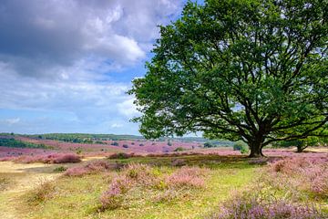 Blooming heather hills at the Posbank in National Park Veluwezoom by Sjoerd van der Wal
