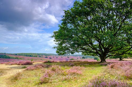 Bloeiende heideheuvels bij de Posbank in Nationaal Park Veluwezoom