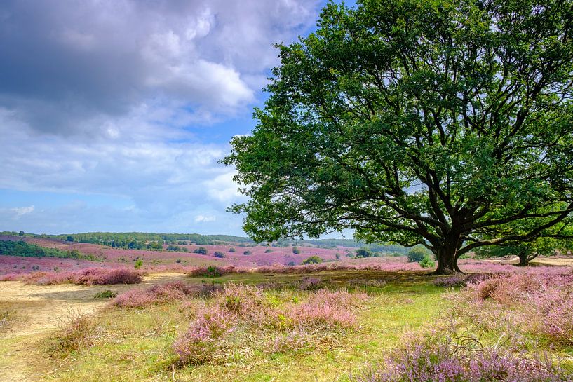 Blooming heather hills at the Posbank in National Park Veluwezoom by Sjoerd van der Wal Photography