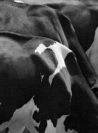 3 koeien by Peter de Ruig