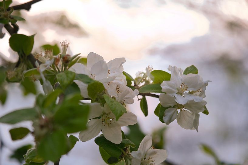 Fleurs de pommier d'un blanc tendre sur la branche par Martin Köbsch