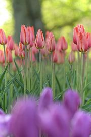 Tulipes dans un beau bouquet frais sur Karel Ham