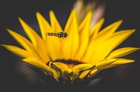 Flying Bee