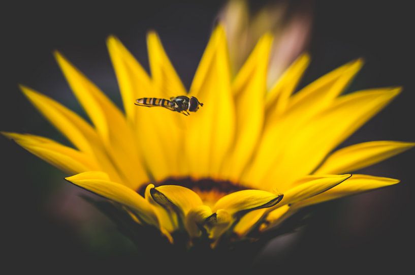 Flying Bee by Rianne Hazeleger