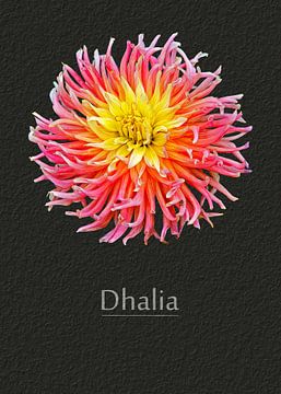 Dhalia by Leopold Brix