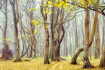 Hidden Play by Lars van de Goor