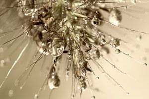 Drops all over IIII