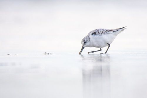 Sanderling