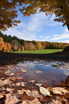 A deciduous forest in autumn by Claude Laprise