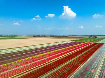 Tulipes poussant dans des champs agricoles au printemps sur Sjoerd van der Wal Photographie