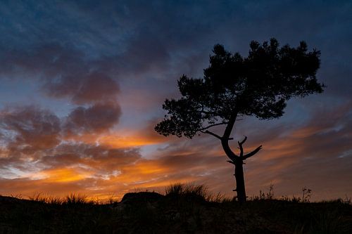 De Boom