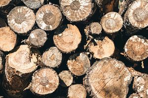 Troncs d'arbres