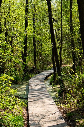 Bridge in the forest