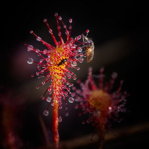 Spatulate-leaved sundew by Ruud Peters