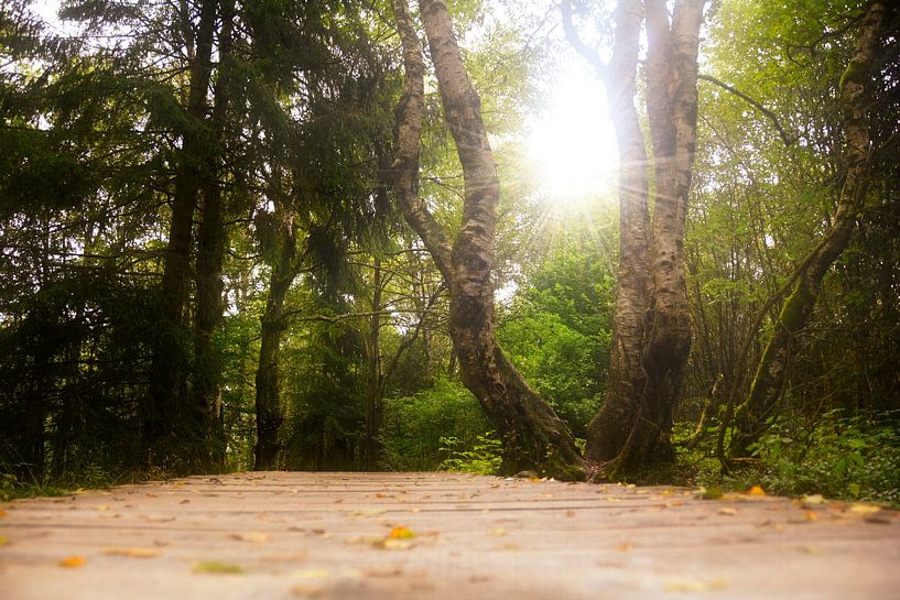 On the way... by Claudia Evans