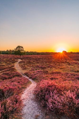 Heath landscape with sunset (0005)