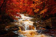 LP 71348405 Ilsenburg, rivier in Duitsland, herfst van BeeldigBeeld Food & Lifestyle thumbnail