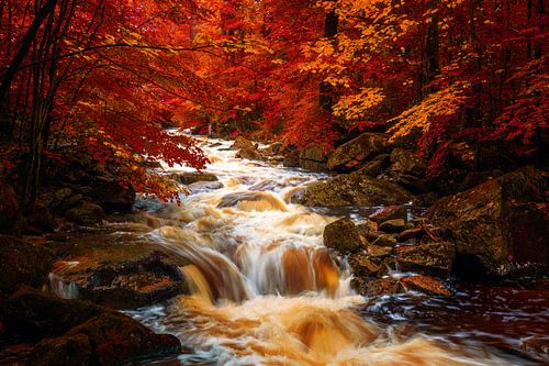 LP 71348405 Ilsenburg, rivière en Allemagne, automne sur BeeldigBeeld Food & Lifestyle