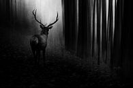 Stag, Doris Reindl van 1x thumbnail