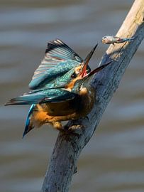 Kingfisher