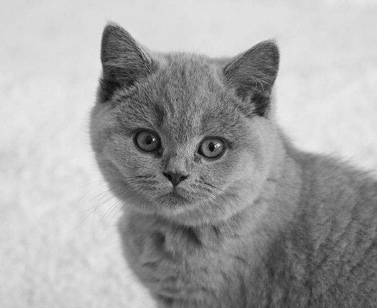 British shorthair in black and white by Jose Lok