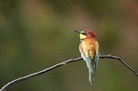 Bijeneter - Merops apiaster