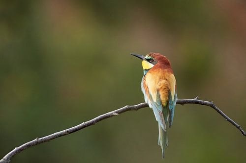 Guêpier - Merops apiaster
