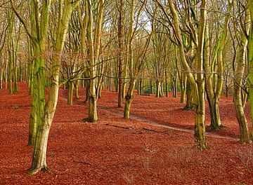 Beech Forest with Leaves by Caroline Lichthart