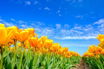 Tulpen groeien in een veld tijdens een mooie lentedag