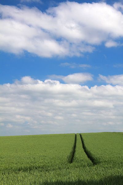 Grain field with lane by Karina Gebert