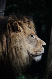 Löwe von Marjolijn van Calker