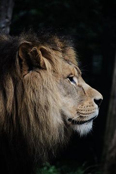 Lion sur Marjolijn van Calker