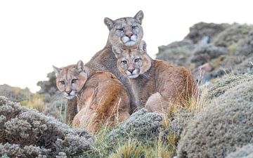 Puma-Familie von Lennart Verheuvel