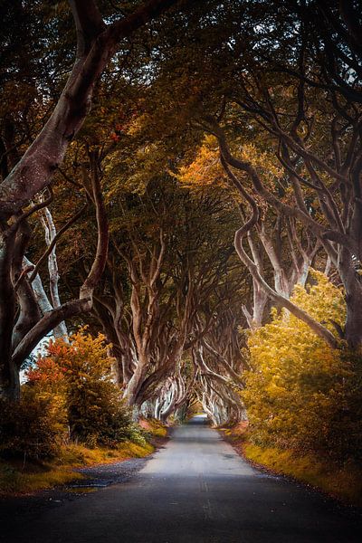 Dark Hedges, Irlande du Nord par Munich Art Prints