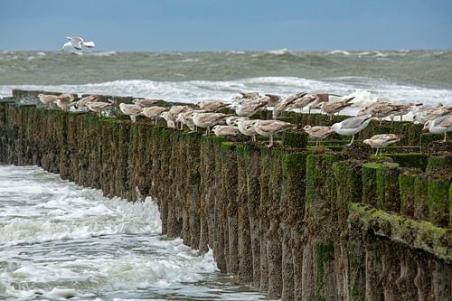 Meeuwen op golfbreker