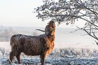 Schottischer Highlander im Winter von Ans Bastiaanssen Miniaturansicht