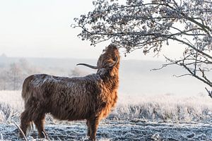 Schottischer Highlander im Winter