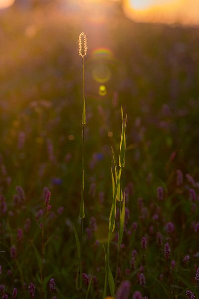 Wild flowers in the morning sun by Ans Bastiaanssen