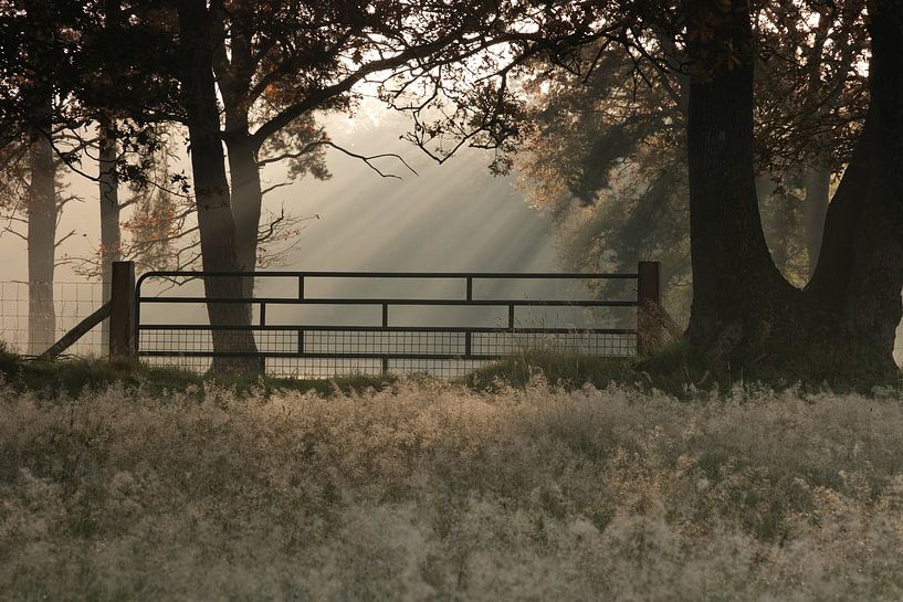 Sun harps at a fence in the woods by Miranda Heemskerk